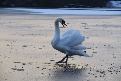 Swan on beach