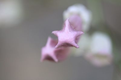 Close-up of flower against blurred background