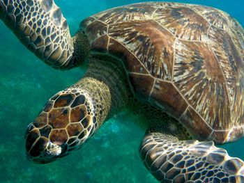 Close-up of turtle swimming in sea