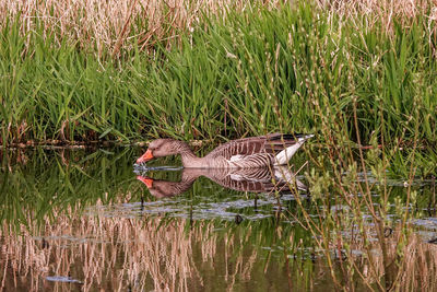 View of bird in lake