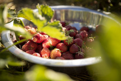 Strawberries in container