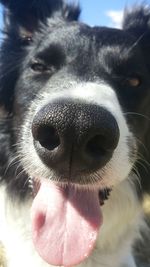 Close-up portrait of dog