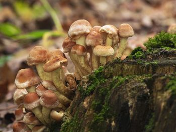 Close-up of mushrooms on rock