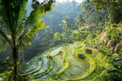 Scenic view of waterfall in forest