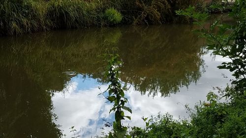 High angle view of reflection of trees in lake