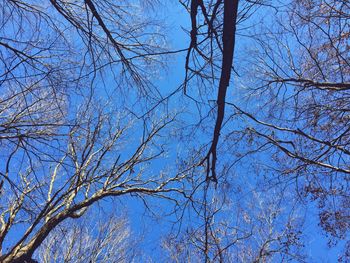 Low angle view of bare tree against blue sky