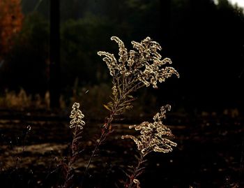 Close-up of plant against white background