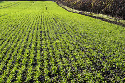 High angle view of corn field