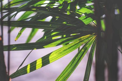 Close-up of palm leaf