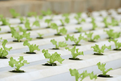 Close-up of plants growing in greenhouse