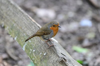 Close-up of bird perching on a tree