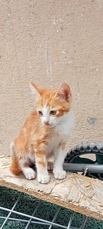 Cat sitting on wall