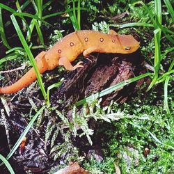 Close-up of lizard on plant