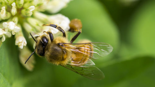 Close-up of bee pollinating on flower