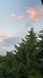 Plants and trees against sky