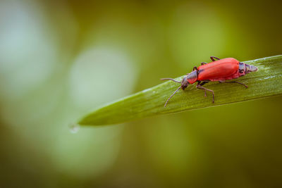 Close-up of insect on leaf