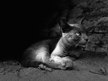 Close-up of cat lying on field