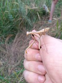 Person holding insect