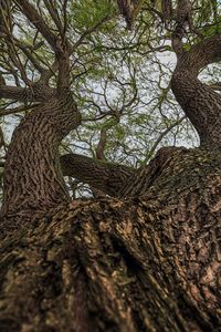 Low angle view of tree against sky