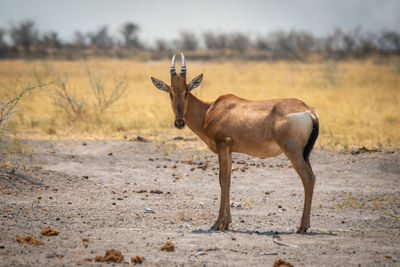 Red hartebeest stands in rocky salt pan