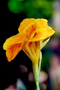 Close-up of yellow flower