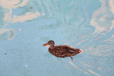 Duck swimming in shallow water