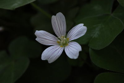 Close-up of purple flower