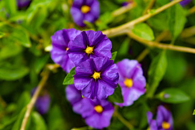 flowering plant