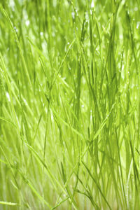 Full frame shot of fresh green plants