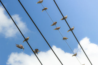 Low angle view of birds flying against sky