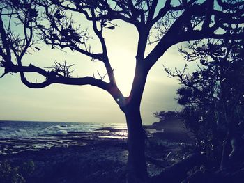 Silhouette tree by sea against sky