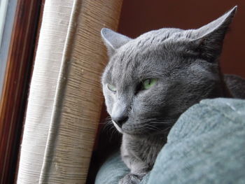 Close-up of a cat looking away