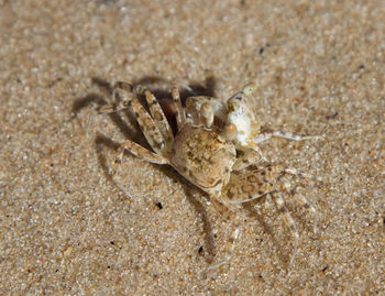 Close-up of crab on sand