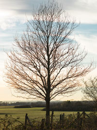 Bare tree on field against sky during sunset