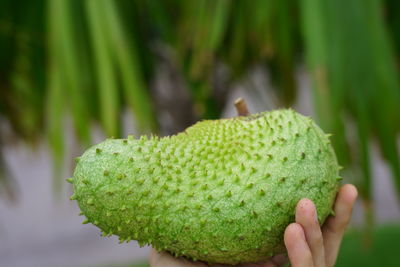 Close-up of hand holding leaf