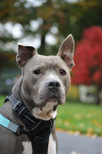 Close-up portrait of a dog looking away