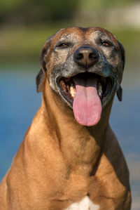 Close-up of a dog