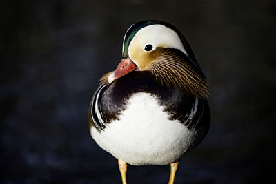 Close-up of mandarin duck by lake