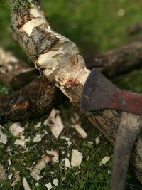 Close-up of tree stump