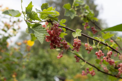 Close-up of berries growing on tree