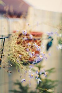 Close-up of flowers against blurred background