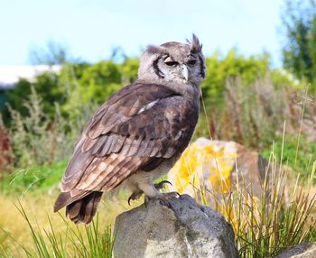 Close-up of bird perching on a field