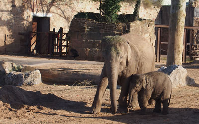 Elephant with calf on field at zoo