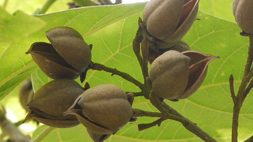 Close-up of leaves