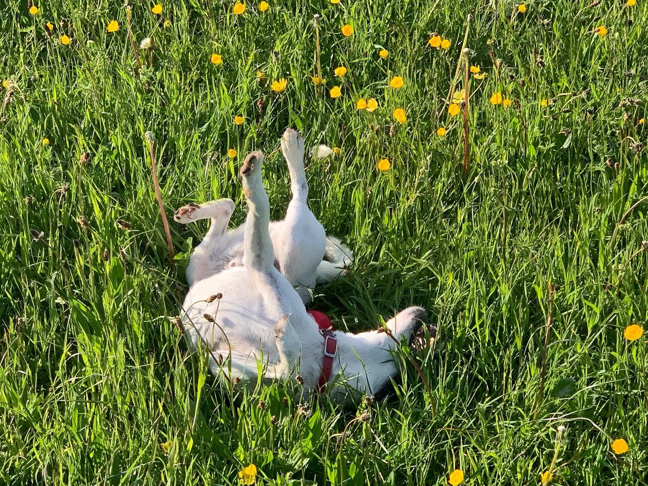 VIEW OF DOG ON FIELD