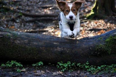 Portrait of dog on land