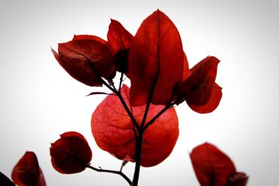 Close-up of red autumn leaves against white background