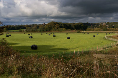 Scenic view of agricultural field against sky