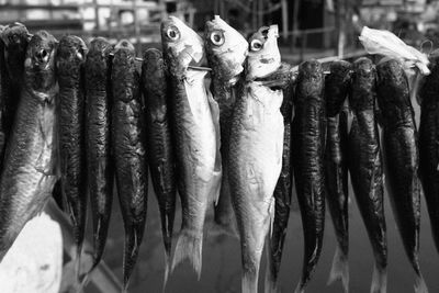 View of fish for sale in market