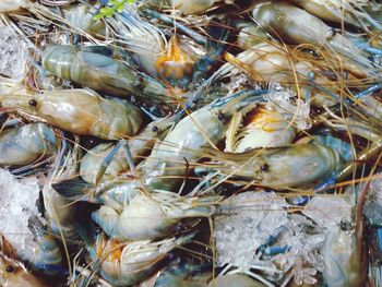 Close-up of fish for sale